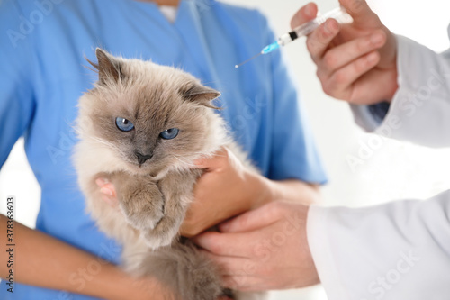 Professional veterinarians vaccinating cat in clinic, closeup © New Africa
