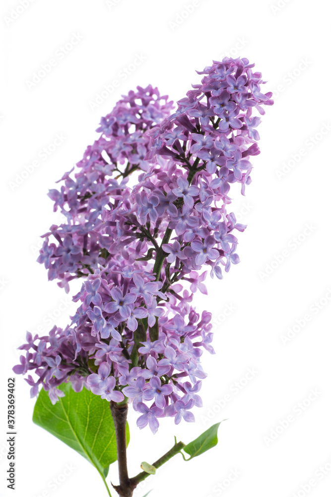 bouquet of beautiful spring flowers of lilac on white background bouquet of beautiful spring flowers of lilac on white background