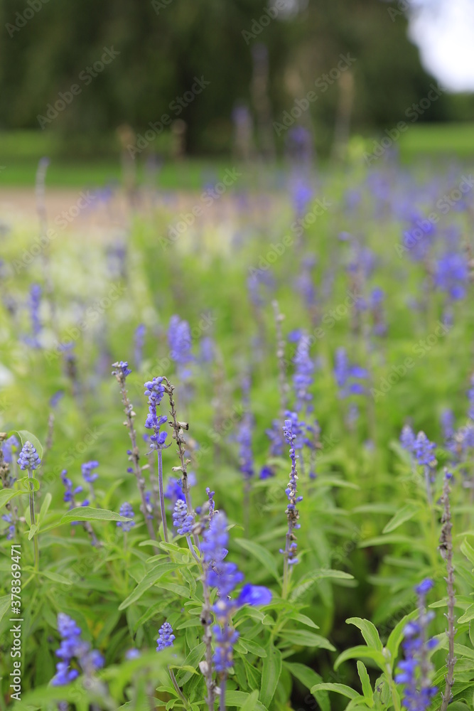 Obraz premium field of lavender