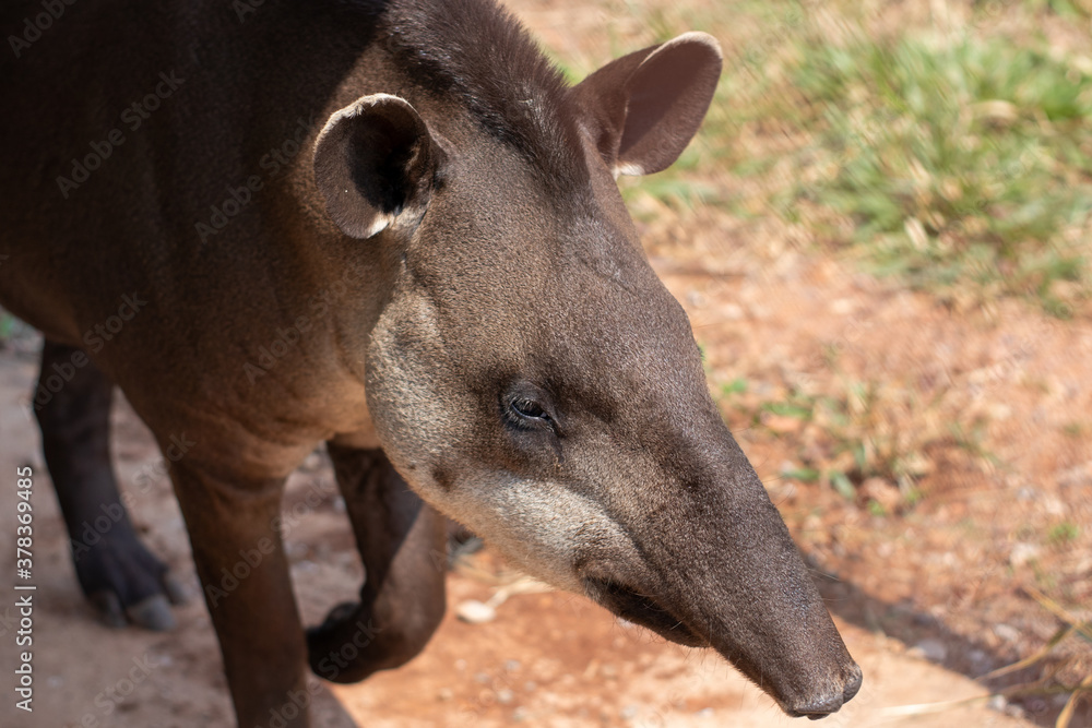Fototapeta premium close up on a south american tapir