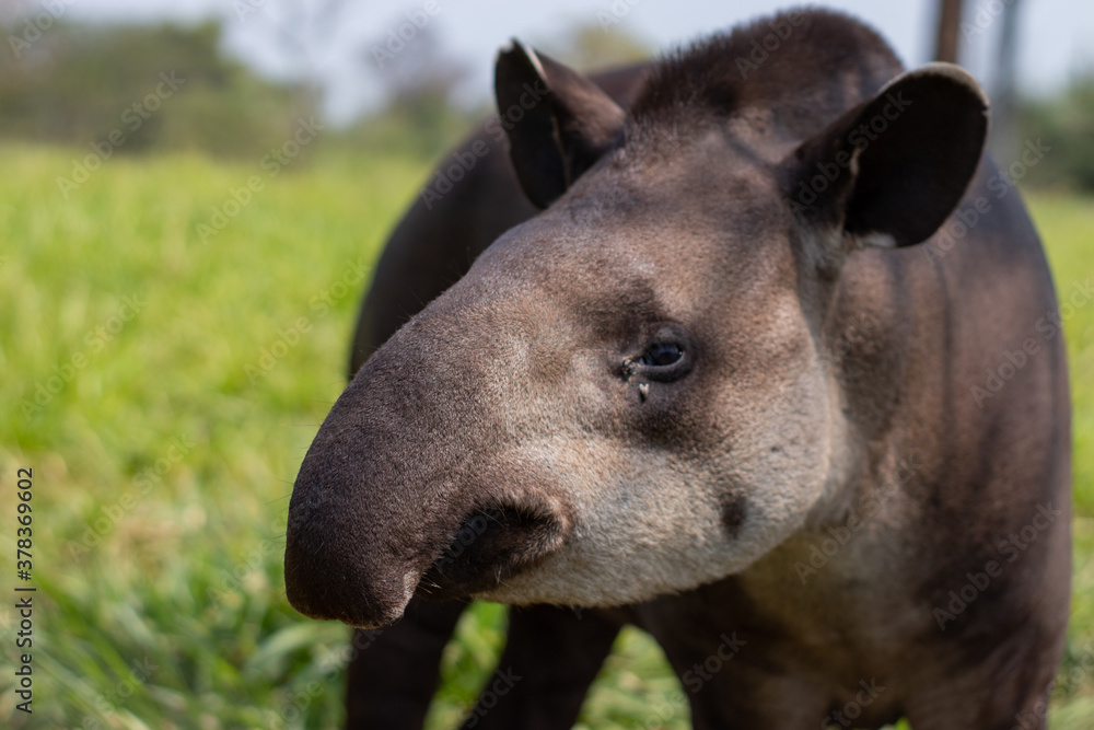 Fototapeta premium portrait of a south american tapir