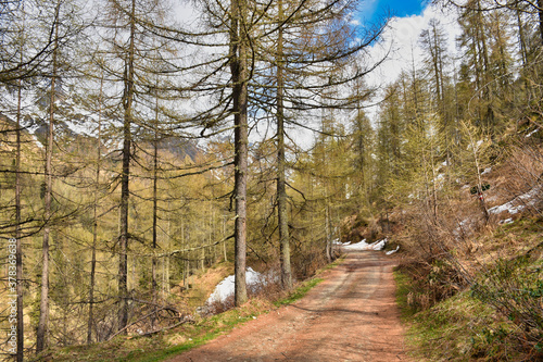 Winkeltal, Frühling, Frühjahr, Alm, Wald, Moschwald, Lackenkammeralm, Villgraten, Föhre, Föhren, Schnee, Schneeschmelze, Straße, Weg, Deferegger Gebirge, Villgrater Berge, Zentralalpen, Alpenweg, Ostt photo