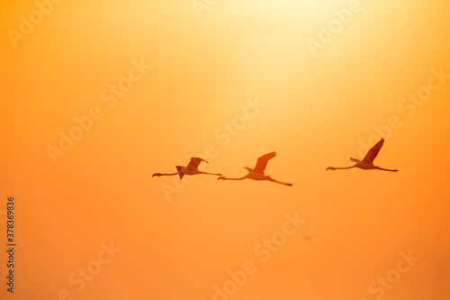 Greater Flamingos in flight in the morning hours, Asker coast, Bahrain
