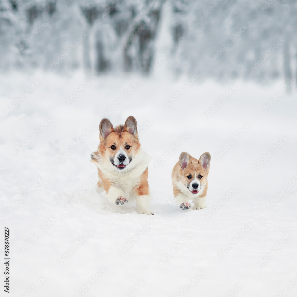 beautiful Corgi dog with its red puppy runs merrily through white snowdrifts