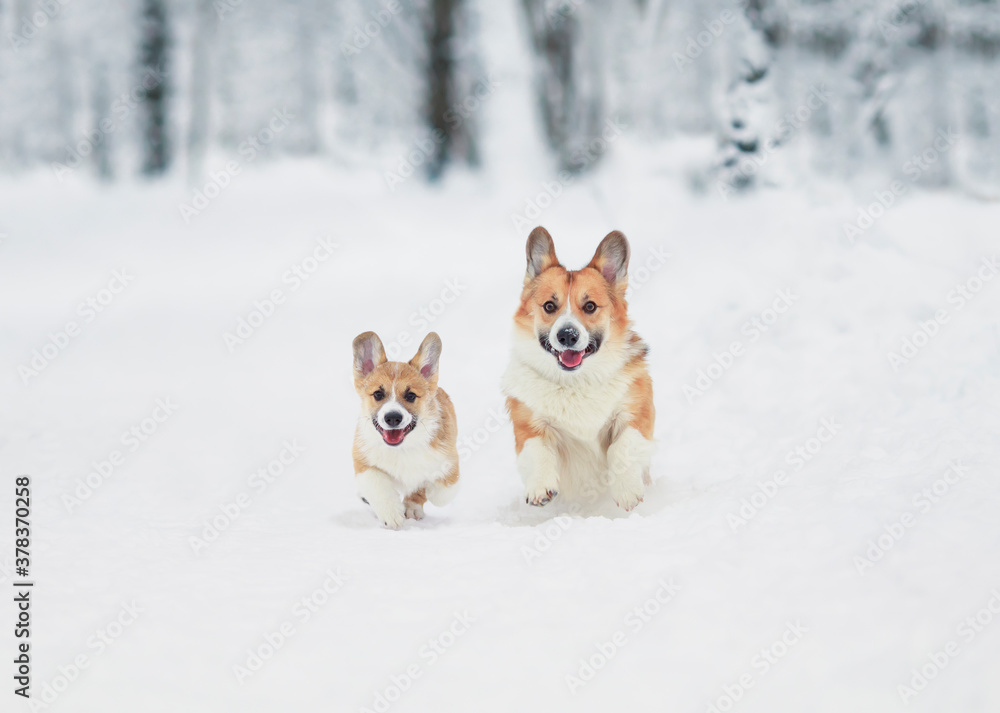 beautiful Corgi dog with its red puppy runs merrily through white snowdrifts