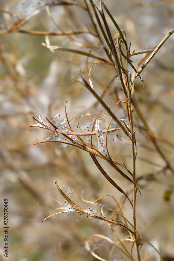 Great hairy willowherb Great hairy willowherb