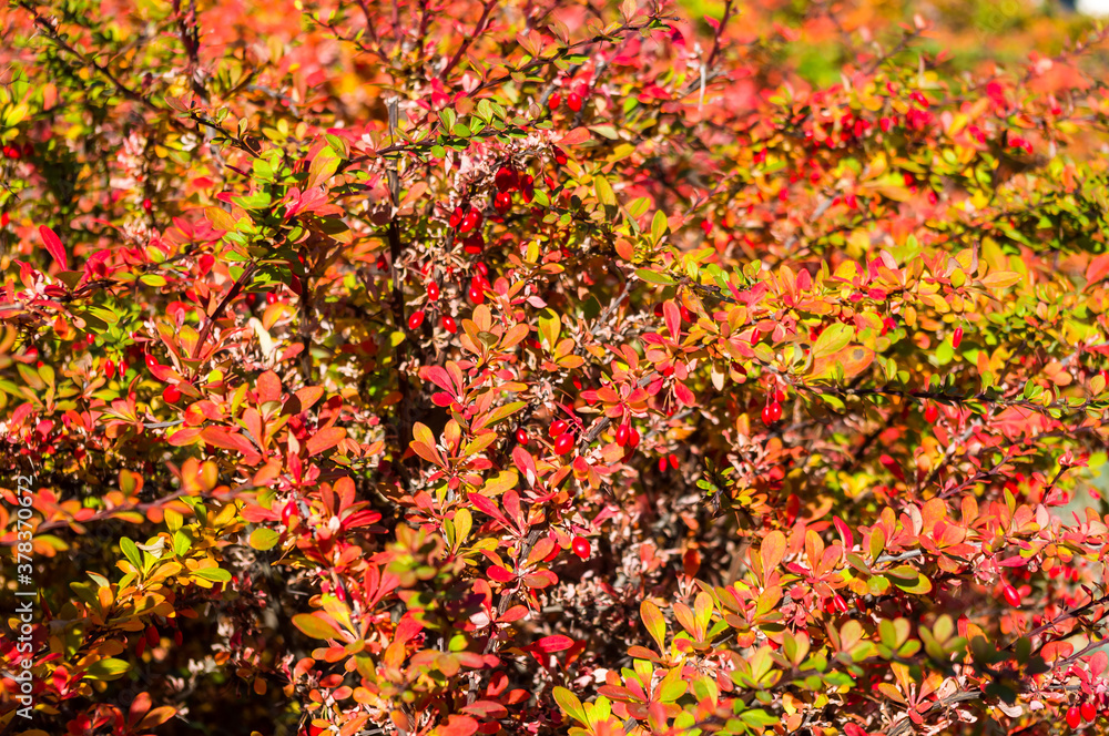 Clusters of red berries of a Cotoneaster horizontalis Decne. illuminated by soft evening sunlight, autumn background Clusters of red berries of a Cotoneaster horizontalis Decne. illuminated by soft evening sunlight, autumn background