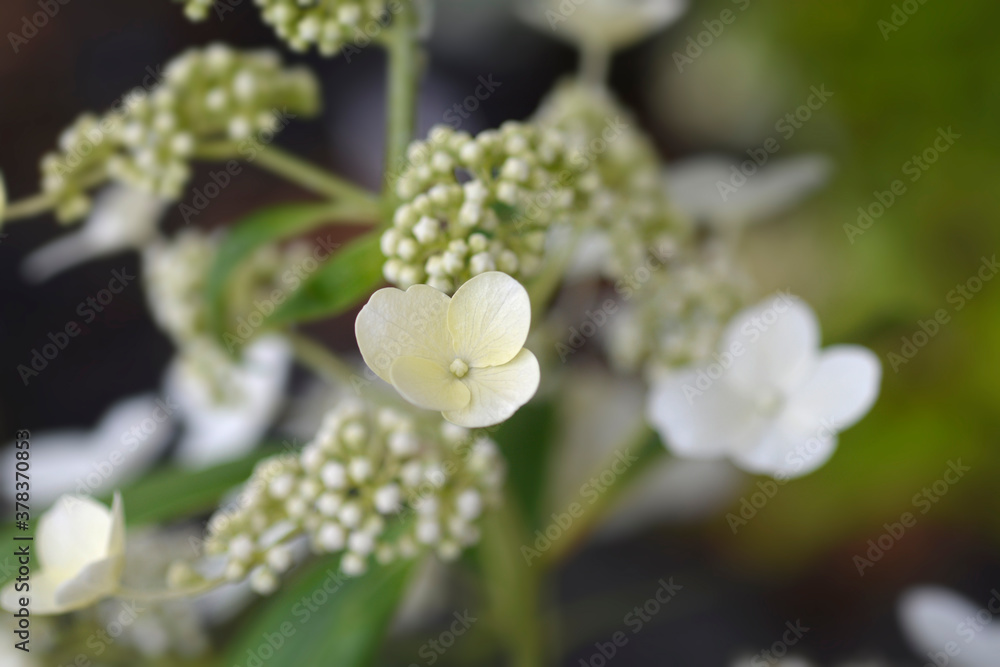 Paniculate hydrangea Phantom