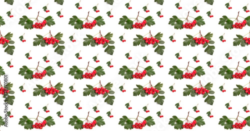 Pattern berry red whitethorn on a branch with green leaves