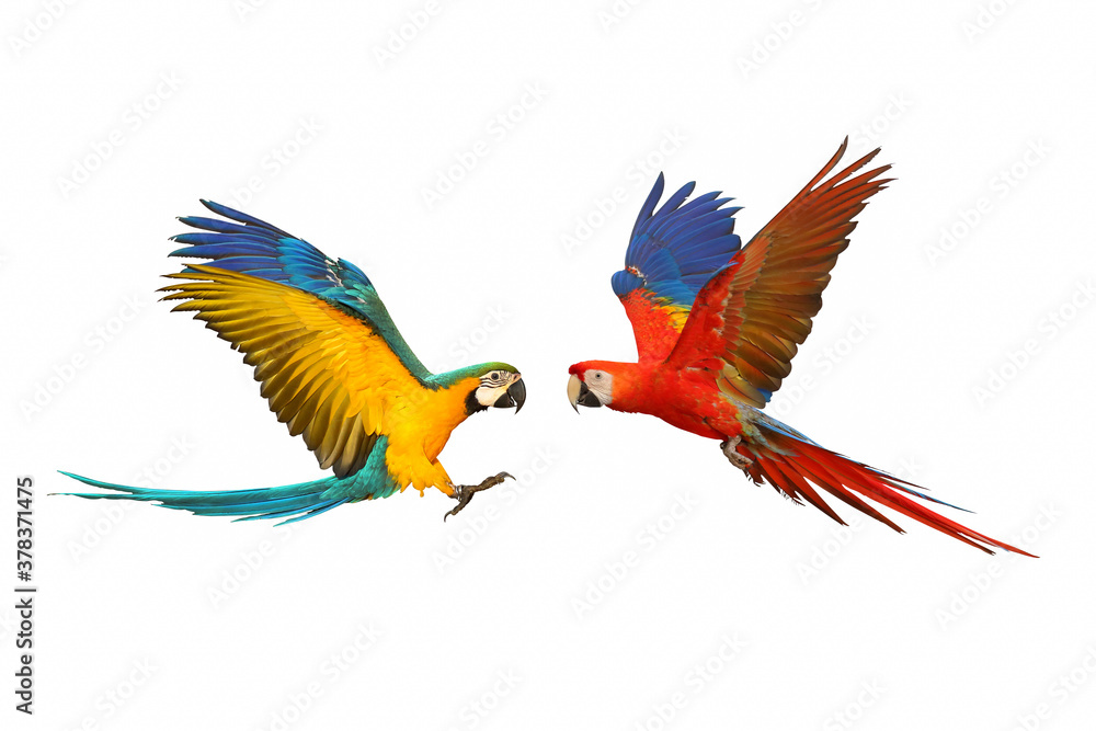 Macaw parrots flying isolated on white background.