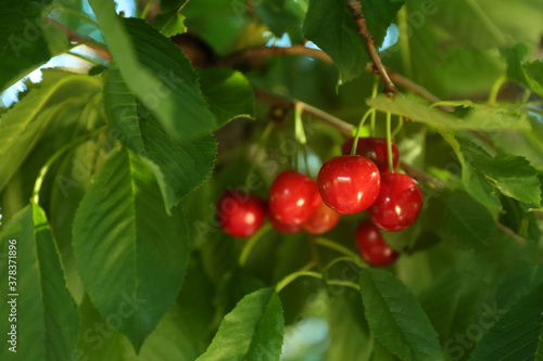 Tasty ripe cherries on tree branch outdoors, closeup
