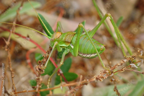 Bush-cricket (Steropleurus pseudolus)