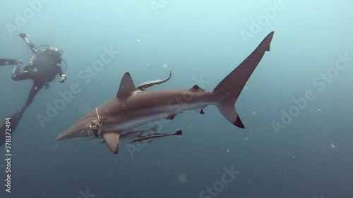 Wallpaper Mural Rare spinner shark tangled in a rope, possibly a fishing net
 Torontodigital.ca