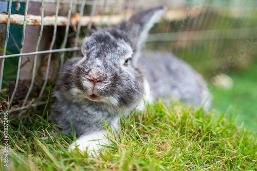 feed carrot to cute rabbit