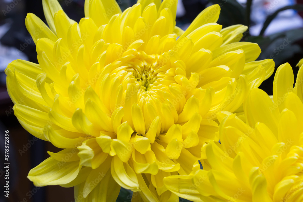 Fototapeta premium Chrysanthemum and white card with a place for a text on a white background 