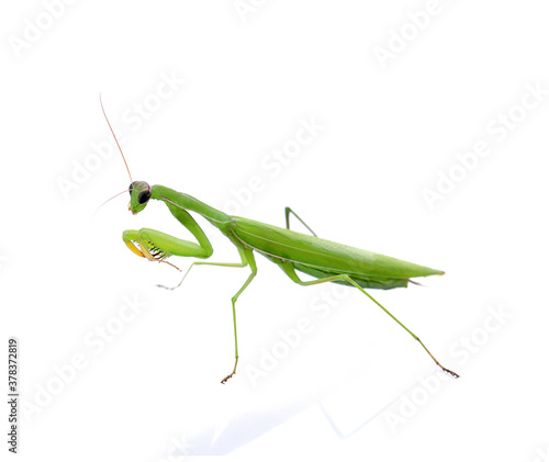 Praying mantis isolated on a transparent background