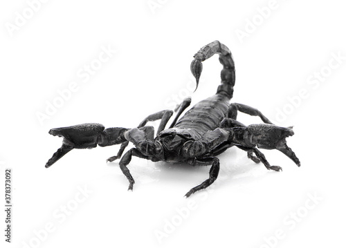 Emperor scorpion isolated on white background.