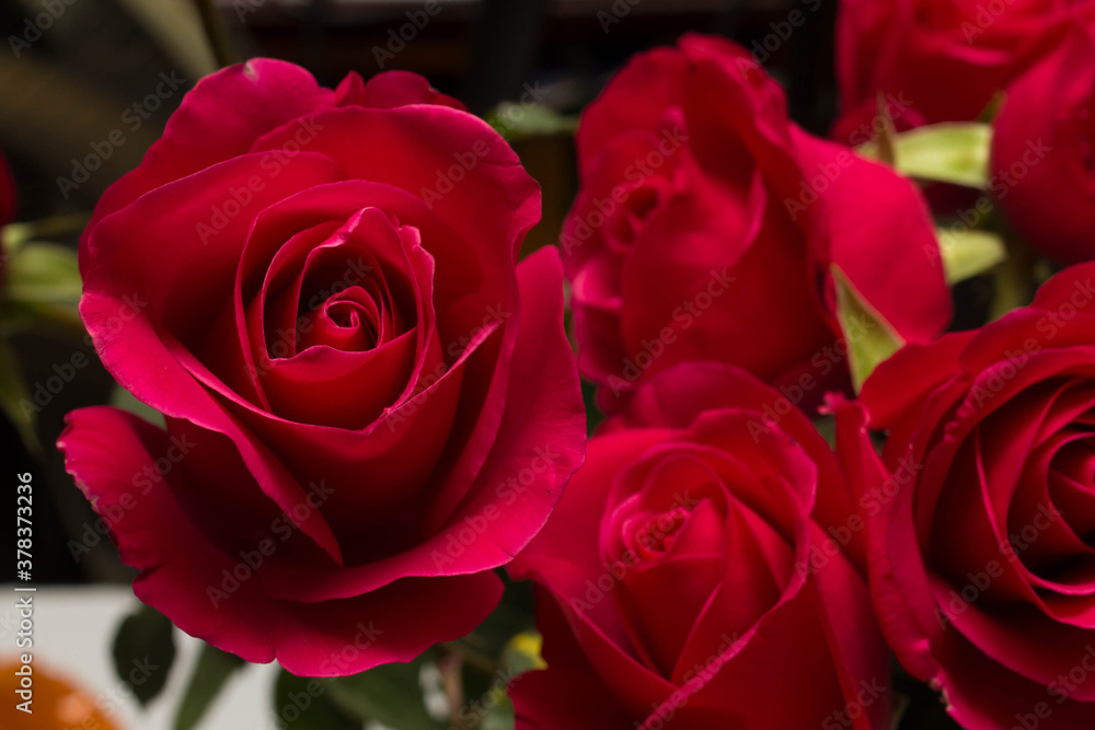 Fototapeta premium red roses and white card with a place for a congratulatory text on a black background