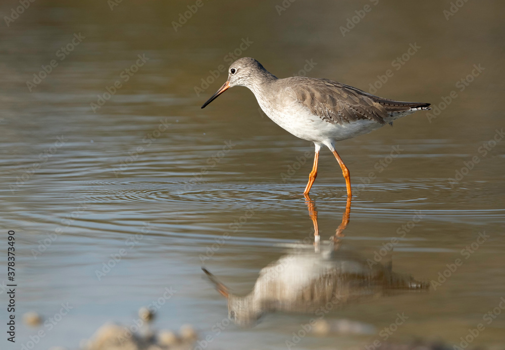 Redshank feeding at Asker Marsh, Bahrain Redshank feeding at Asker Marsh, Bahrain