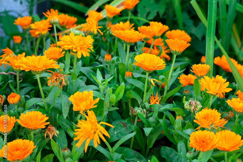 Bright orange flowers of calendula in the garden bed.