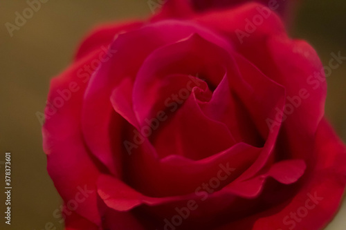 red roses and white card with a place for a congratulatory text on a black background