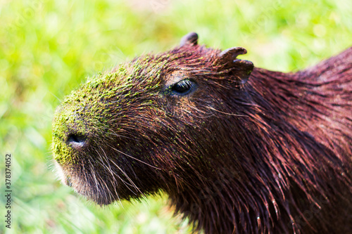 portrait of a capybara