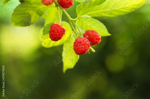 Raspberry bush with tasty ripe berries in garden  closeup
