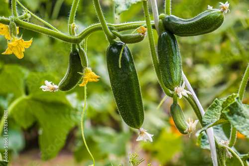 Cucumbers growing on a vine in a rural greenhouse photo