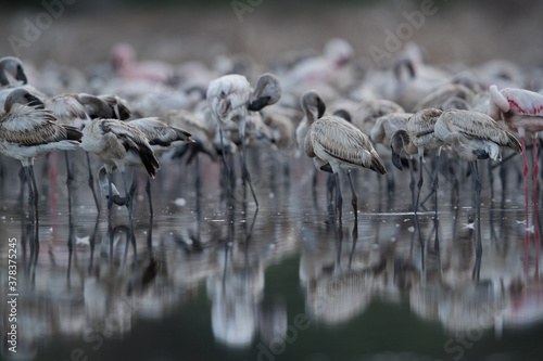 Juveline Lesser Flamingos resting and preening at Lake Bogoria, Kenya photo