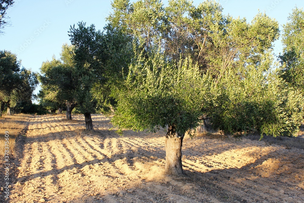 Plowed field, olive grove in the outskirts of Athens in Attica, Greece. Plowed field, olive grove in the outskirts of Athens in Attica, Greece.