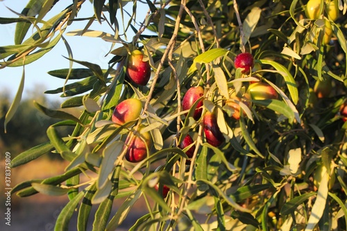 Olives of Manaki variety on olive tree branch in the outskirts of Athens in Attica, Greece. photo