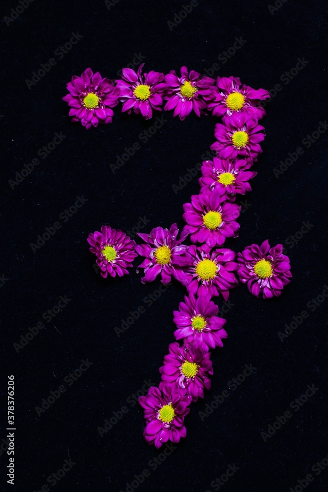 text arranged by purple daisies flowers, black background
N text arranged by purple daisies flowers, black background
N