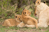Lioness with her cubs at Masai Mara, Kenya