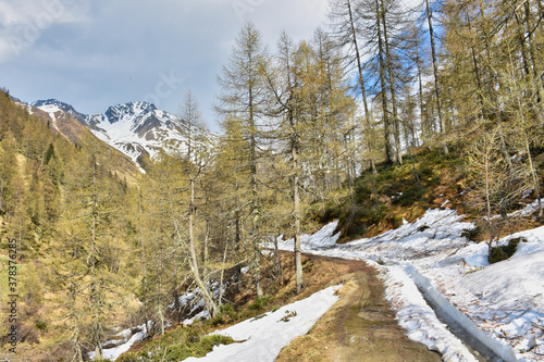 Winkeltal, Frühling, Frühjahr, Alm, Wald, Moschwald, Lackenkammeralm, Villgraten, Föhre, Föhren, Schnee, Schneeschmelze, Straße, Weg, Deferegger Gebirge, Villgrater Berge, Zentralalpen, Alpenweg, Ostt photo