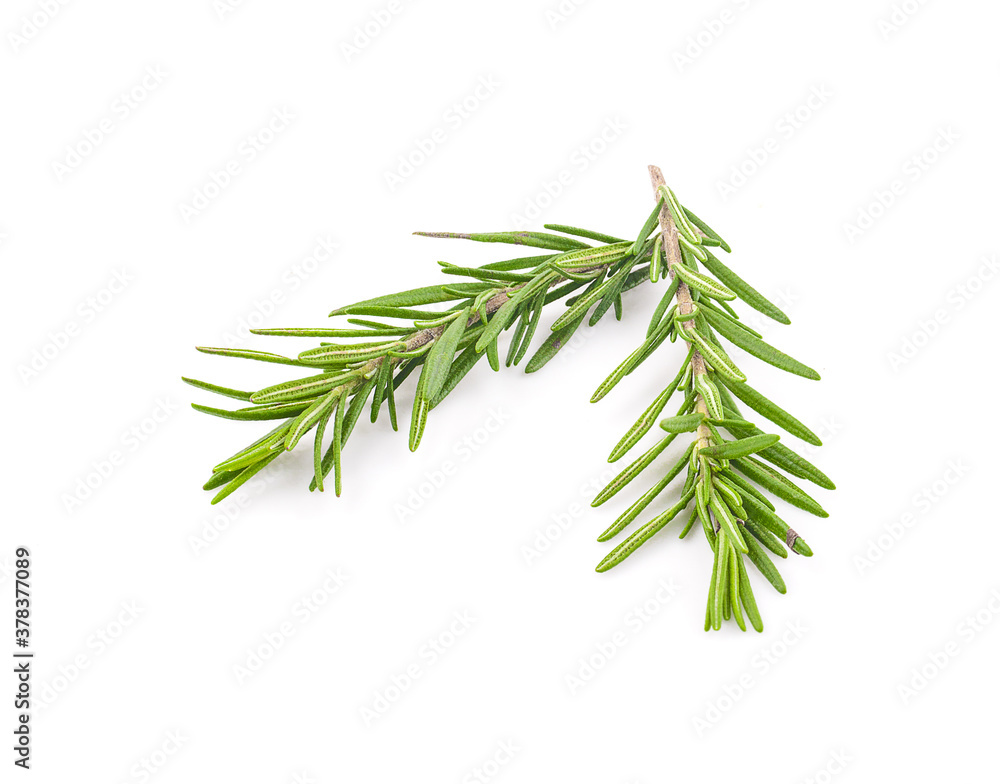 Fresh green sprigs of rosemary isolated on a white background Fresh green sprigs of rosemary isolated on a white background