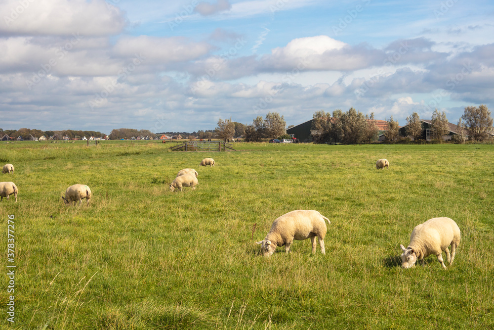 Beautiful meadow landscape in Bergen, Netherlands. Beautiful meadow landscape in Bergen, Netherlands.