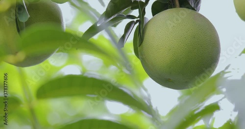 On the grapefruit tree, the grapefruit is fruity and full