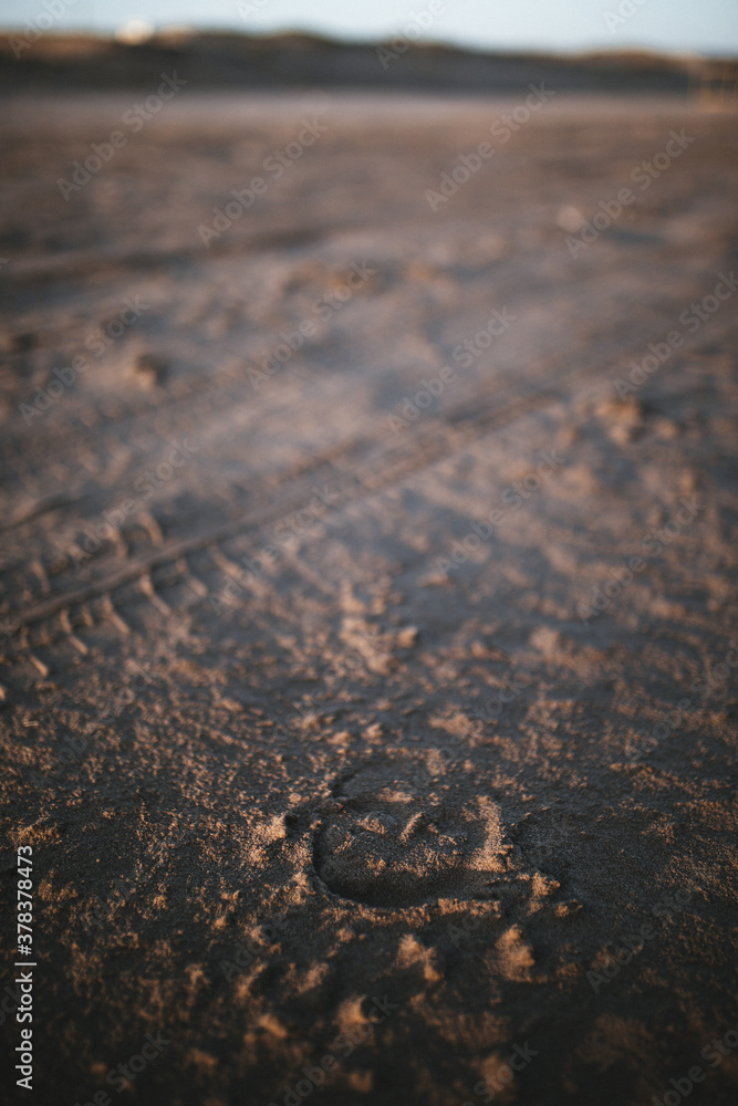 animal hoof footprint in the sand animal hoof footprint in the sand