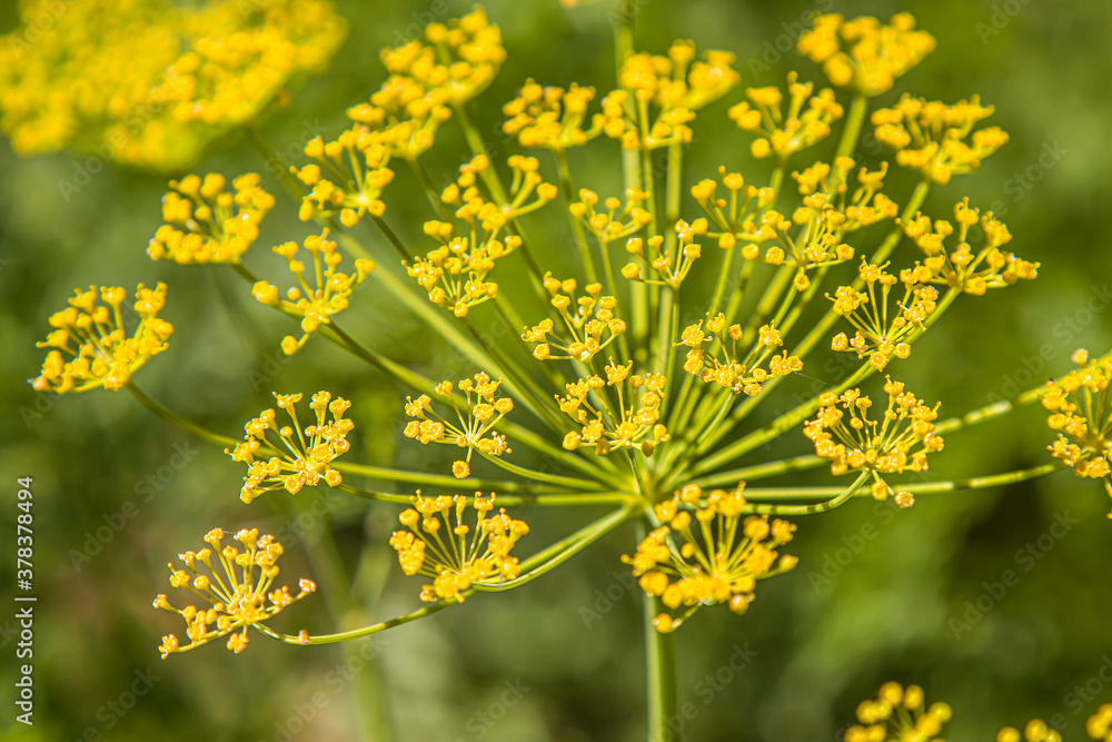 Obraz premium Dill flower with artistic flowering back; Shallow depth of field. Selective focus.
