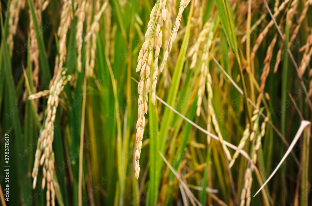 Rice fields, paddy rice in the morning Rice fields, paddy rice in the morning