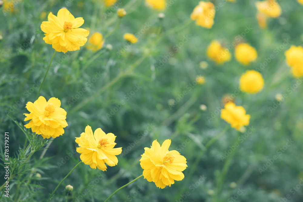 Obraz premium Beautiful cosmos flower in the garden with copy space.