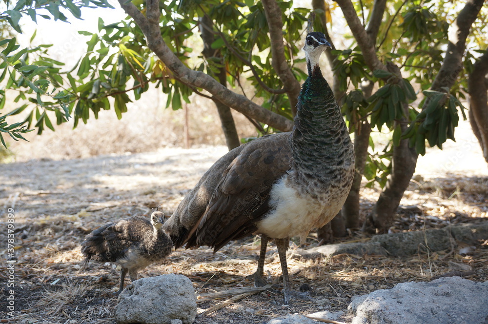 Fototapeta premium birds
