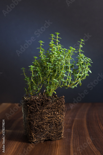 the vertical photo of a thyme with its roots on the wooden table over the dark blue background