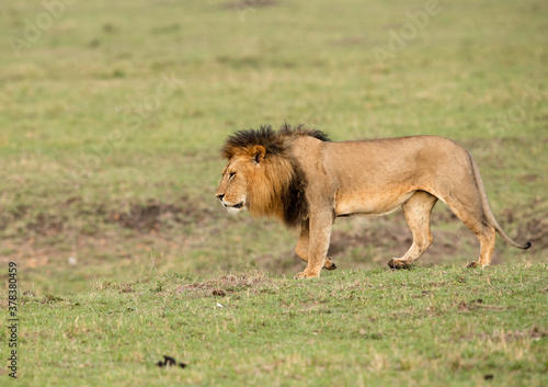 Wallpaper Mural Lion walking on the green at Masai Mara, Kenya Torontodigital.ca