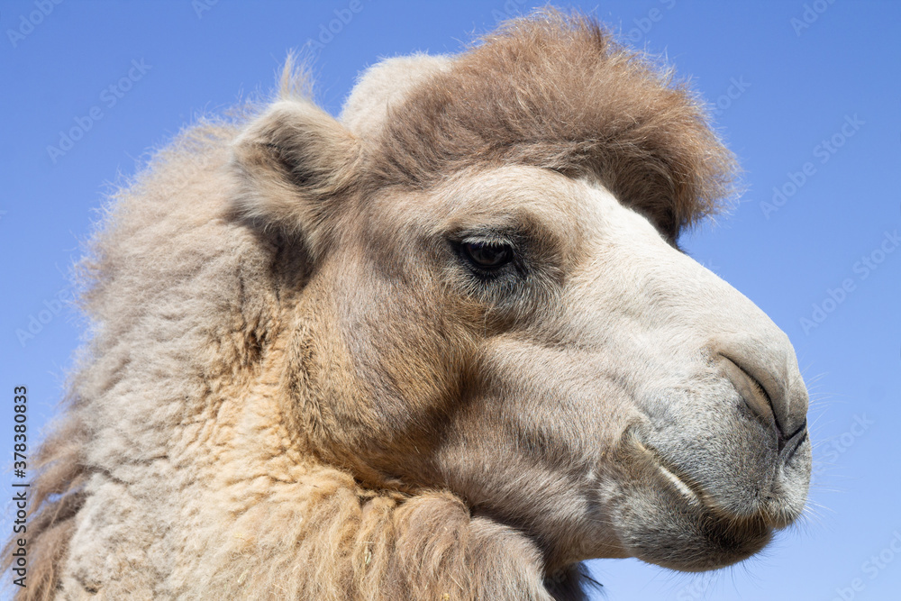 Fototapeta premium Close-up portrait of camel head on blue sky backround
