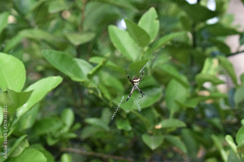 spider web on a lemon tree with green background like a mathematical symmetry textured pattern