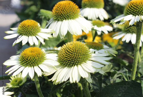 The pretty white flowers of Echinacea purpurea 'Pow Wow White'. In close up outdoors. Cone Flower. photo