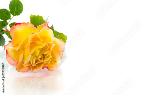 Yellow rose with green leaves  isolation on white