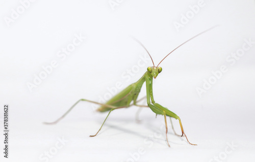 Praying mantis stock photo