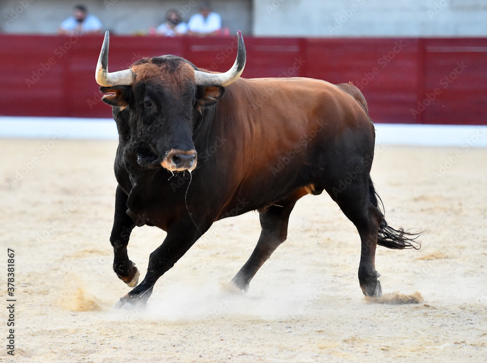toro bravo español en una plaza de toros toro bravo español en una plaza de toros